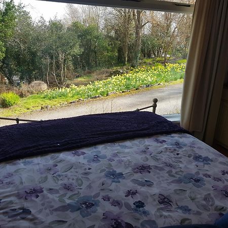 Hollybanks Moycullen Quarto foto